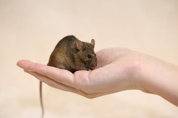 手の上で食事している茶色のネズミ