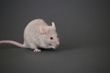 灰色のネズミ