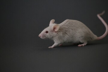 灰色のネズミ
