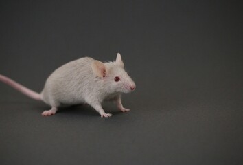 灰色のネズミ