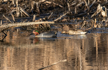 A Green-winged Teal couple foraging in a Wetland Environment of tree stumps and fallen logs.