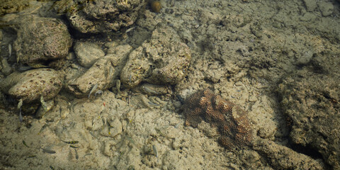 co existence of the lone survive coral and the fish thats moving around it near the coastline.