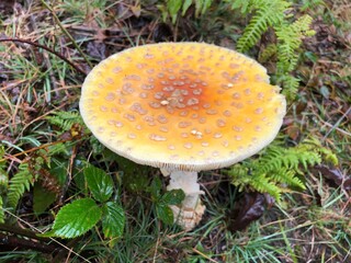 Mount Rogers - Grayson Highlands State Park, VA