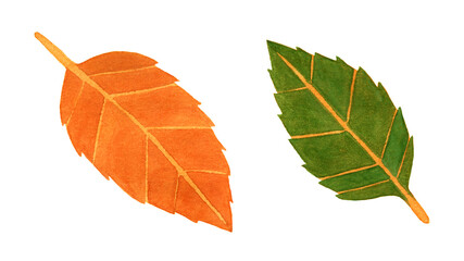 Hojas de otoño, verde y naranja
