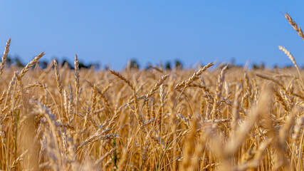 Fields of ripe wheat before harvesting under a clear blue sky