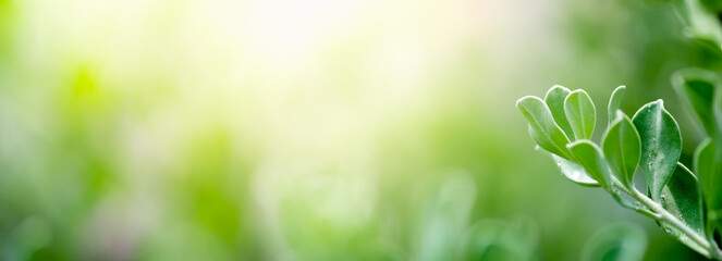 Obraz premium Concept nature view of green leaf on blurred greenery background in garden and sunlight with copy space using as background natural green plants landscape, ecology, fresh wallpaper concept.