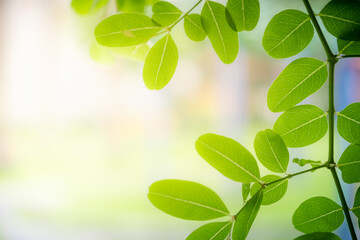 Concept nature view of green leaf on blurred greenery background in garden and sunlight with copy space using as background natural green plants landscape, ecology, fresh wallpaper concept.