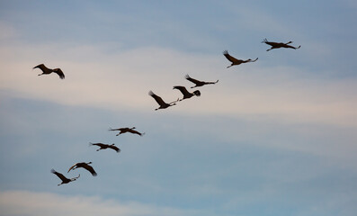 Birds in flight. Flock of cranes returning from warm lands in blue spring sky..