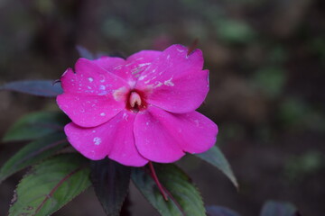 the beautiful purple flowers