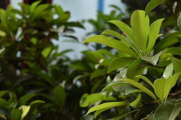 leaves in the garden