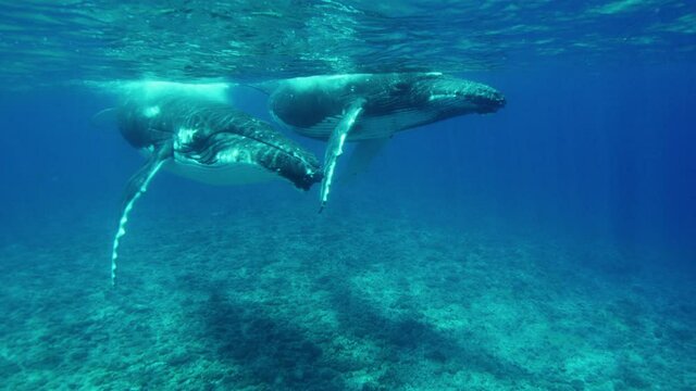 Beautiful image of two Adult Humpback whales approaching the camera while swimming in the shallow reefs . motion left to right .