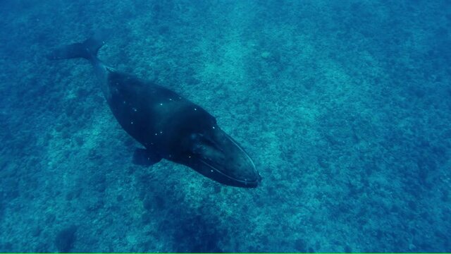 slow motion image of Adult Humpback whale swimming under camera with reef in the background. panning from left to right