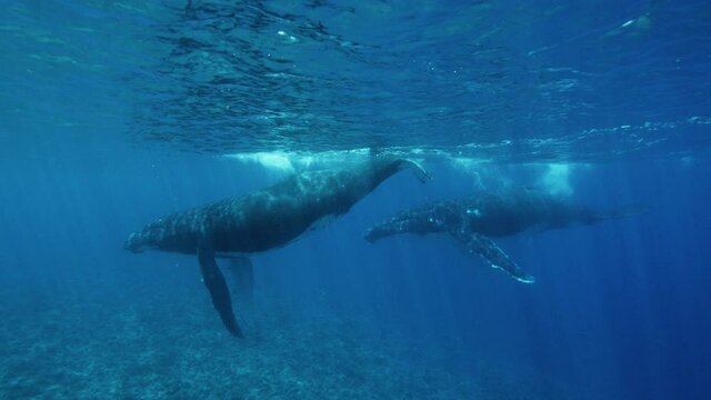 Two Humpback whales slowly swims in the shallow reefs. one of the whales brackes ocean surface with tail. Wide shot , motion right to left