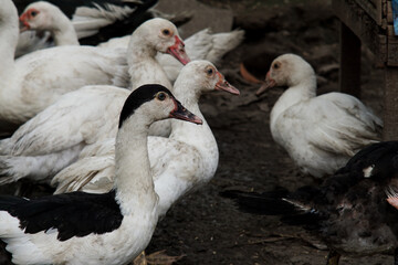 duck