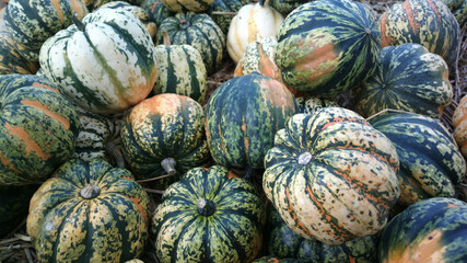 Fototapeta na wymiar Group of green pumpkins with stripes in natural environment. Not usual type of pumpkin.