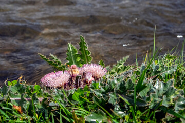 Beautiful river flow with pink flower on river bank. Floral background.