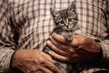Concept friendship and help of animals cat and people. Senior elderly man holds kitten in arms