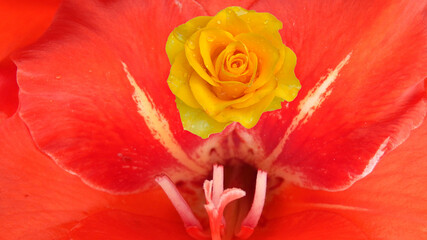 yellow rose on a red textured background