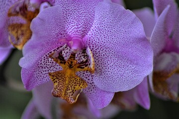 orquidea morada pecas 2