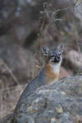 Naklejka premium Wyspa Fox