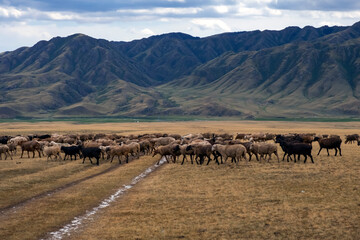 Fototapeta na wymiar Bunch of sheeps grazing on mountain plateu with rain cloud background. Mountain valley landscape. Spring farm field landscape. Borokhudzip plateau, Kazakhstan.