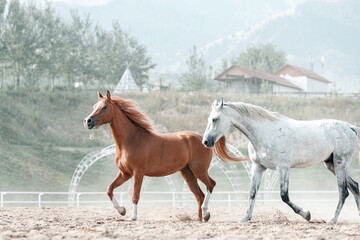 Obraz premium Beautiful Graceful Free Horses in Motion 