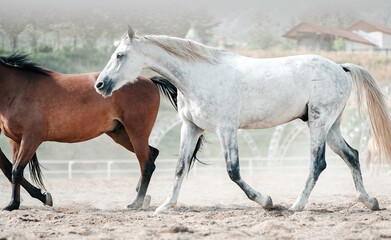 Obraz na płótnie Canvas Beautiful Graceful Free Horses in Motion 
