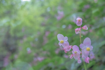 シュウカイドウ