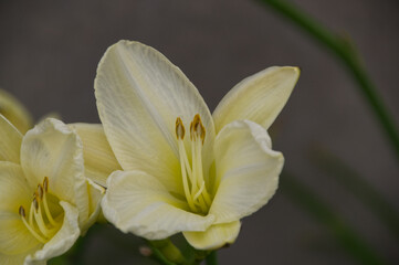 Fototapeta na wymiar Close Up of A Blooming White Lily