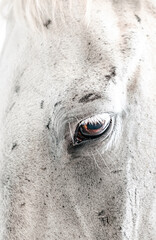 Obraz premium Beautiful Graceful Free Horses in Motion 