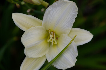 Obraz na płótnie Canvas Close Up of A Blooming White Lily
