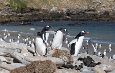 Fototapeta premium Gentoo Penguins (Pygoscelis papua) - in a colony near the shoreline, Westpoint Island, Falkland Islands. 
