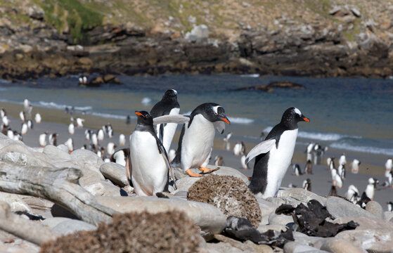 Gentoo Penguins (Pygoscelis papua) - in a colony near the shoreline, Westpoint Island, Falkland Islands.	