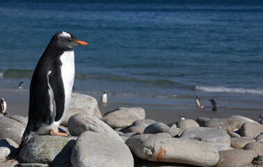 A Gentoo Penguin (Pygoscelis papua), Westpoint Island, Falkland Islands.