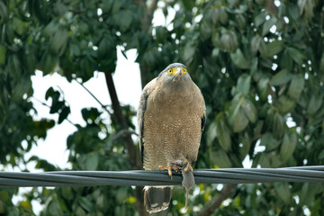 An eagle clutching a dead rat in its sharp claws as it perched on some roadside cables. A predator...