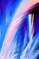 Macro photo of white macro feathers on blue background underwater