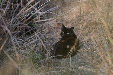 Feral Cat in the Bush