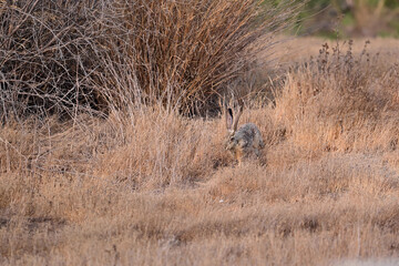 Black-tailed jackrabbit