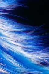 Macro photo of white macro feathers on blue background underwater