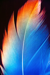 Macro photo of single rainbow colorful feather isolated on black background