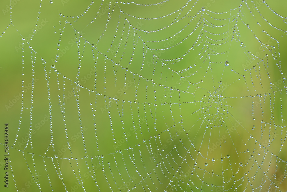Wall mural close-up of a cobweb in autumn with small water droplets hanging on it against a green background