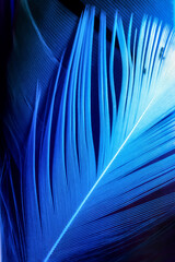 Macro photo of single white romantical feather on blue deep background