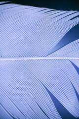 Macro photo of single blue and white detailed feather of goose with water bubbles