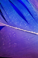 Macro photo of colorful goose detailed feather on deep dark background underwater with water bubbles