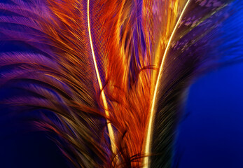 Macro photo of brown detailed single feather on deep dark background underwater with water bubbles