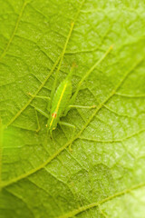 a Small grasshopper insect on a plant in the meadow