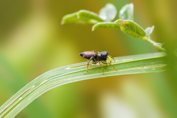 a Small spider insect on a plant in the meadow