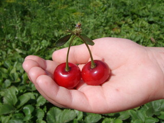 A child's palm holds large cherry berries. Summer, time for relaxation and gardening.