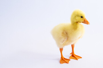 Yellow gosling on white background,Cute little newborn yellow fluffy gosling.