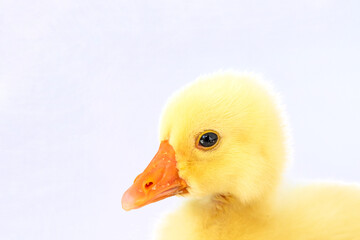 Yellow gosling on white background,Cute little newborn yellow fluffy gosling.